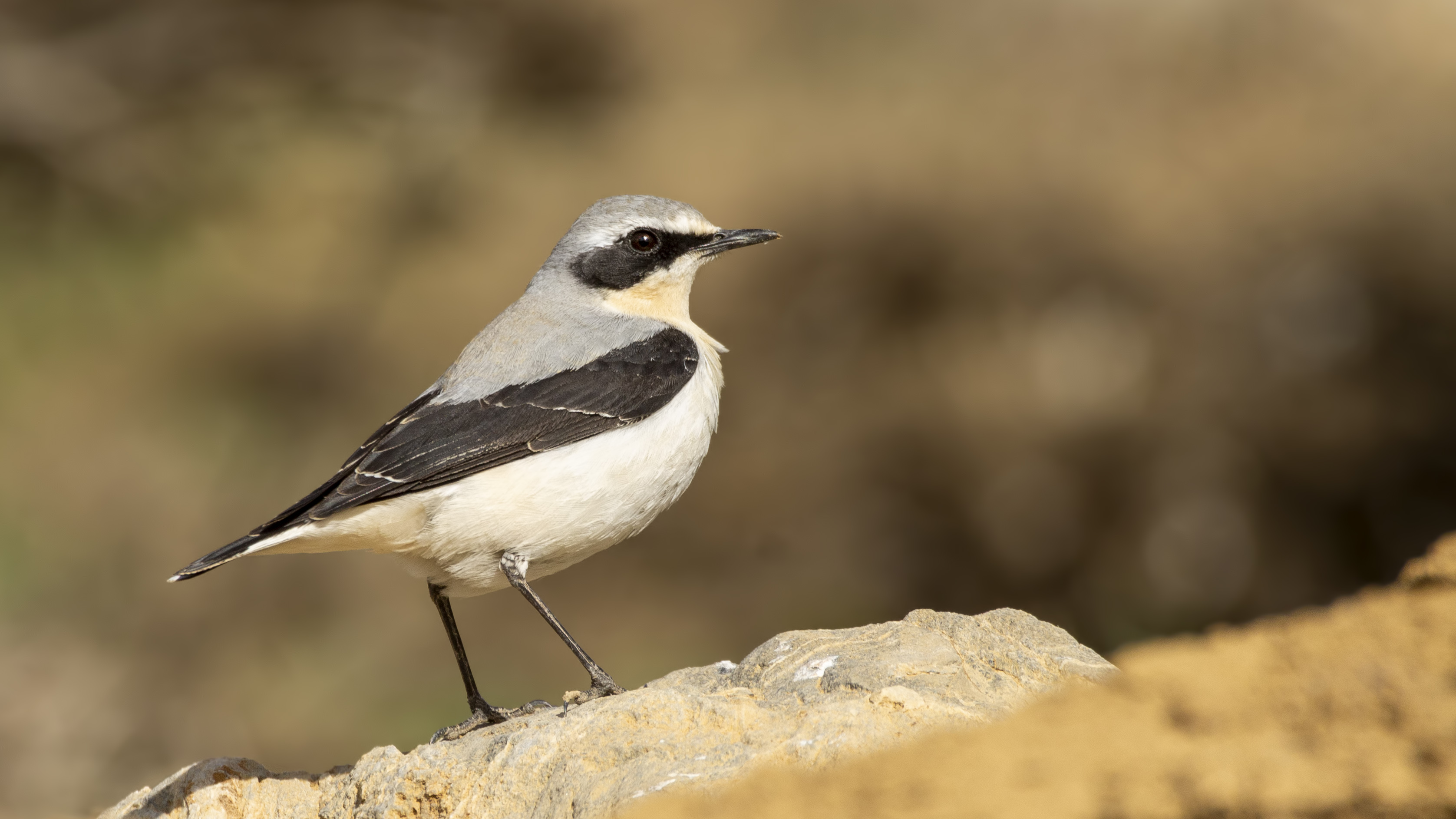 Northern Wheatear